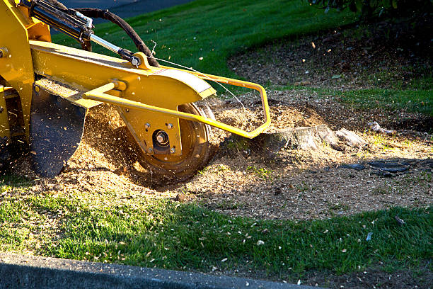 The Steps Involved in Our Tree Care Process in Lathrup Village, MI